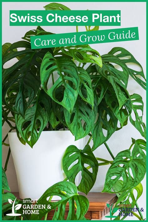 How To Propagate Swiss Cheese Plant Monstera Deliciosa From Cuttings