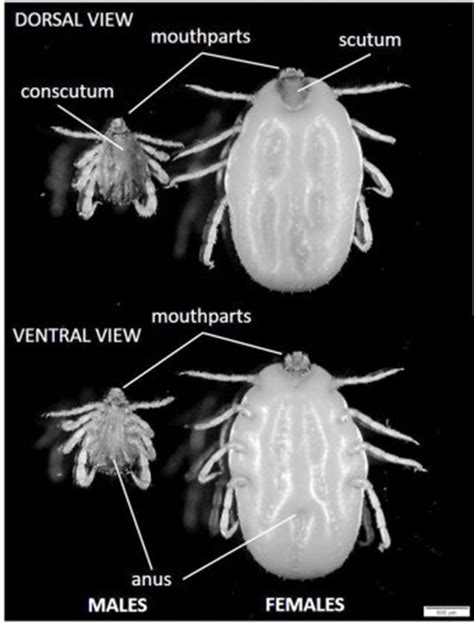 Types Of Ticks Tickboss