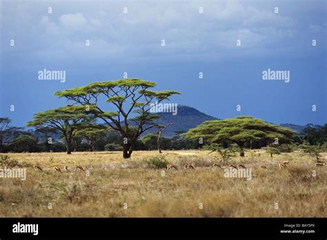 Serengeti Landscape Tansania Hi Res Stock Photography And Images Alamy