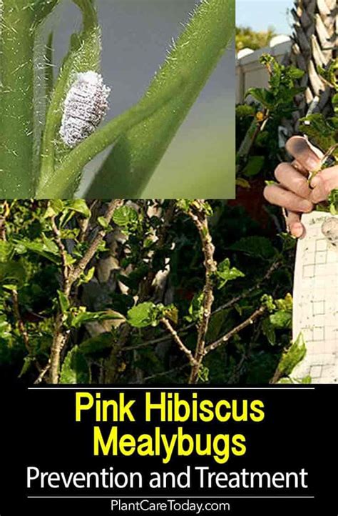 Pink Hibiscus Mealybug Prevention And Treatment Hibiscus Plant