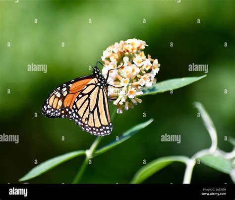 monarch butterfly on yellow butterfly bush Stock Photo - Alamy