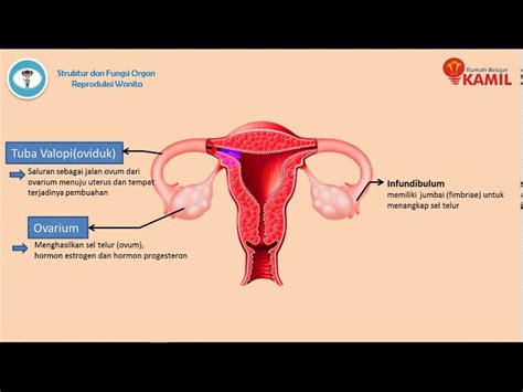 Gambar Struktur Ovum Bonus