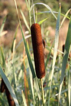 Idee N Over Fakkels Fakkels Planten Waterplanten