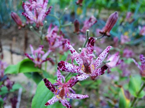 9月に咲く花といえば？よく見かける花の名前や花言葉を紹介 ｜じゃらんニュース