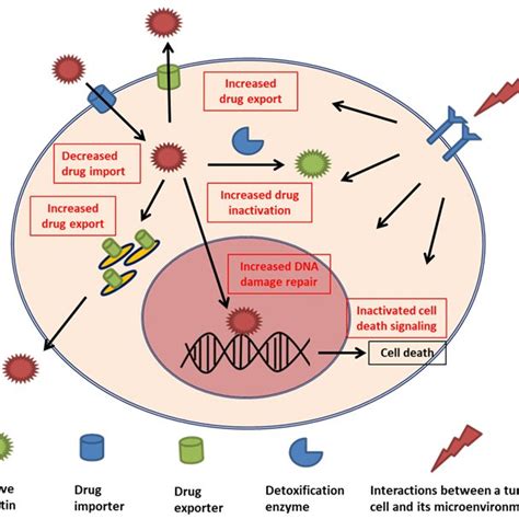 Pdf New Insights Into Mechanisms Of Cisplatin Resistance From Tumor