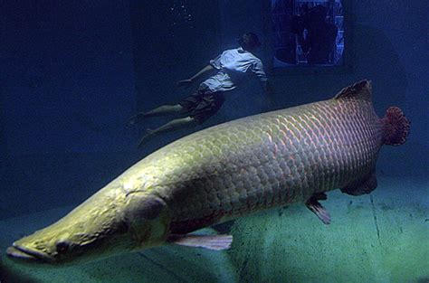 arapaima fish in the Amazon river : Biological Science Picture ...