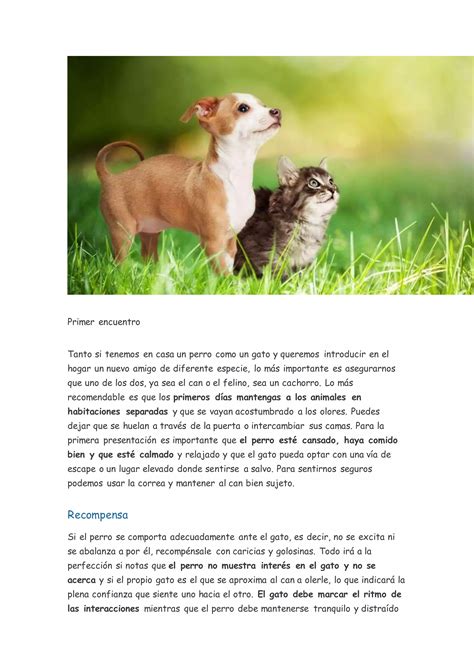 Cómo Organizar La Convivencia Entre Perros Y Gatos En Casa Pdf