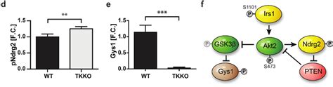 Titin Kinase Knockout TKKO Hearts Are Hypertrophic And Have A