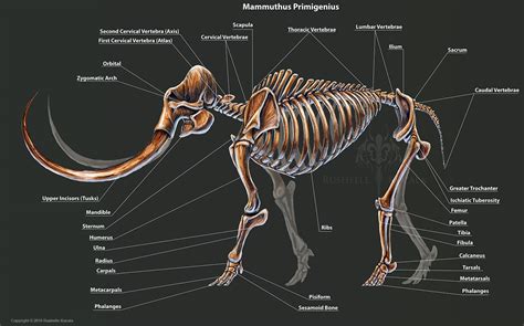 Mammuthus Primigenius Skeletal Study by TheDragonofDoom on DeviantArt