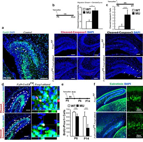 Foxg1 Has An Essential Role In Postnatal Development Of The Dentate