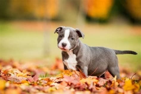 American Staffordshire Terrier Steckbrief Charakter Wesen Und Haltung