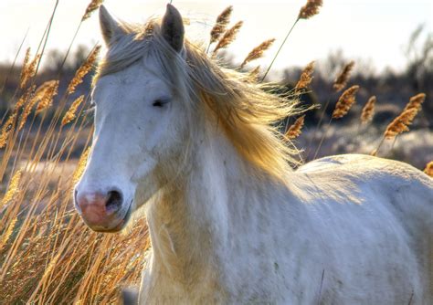 Camargue horse - Alchetron, The Free Social Encyclopedia