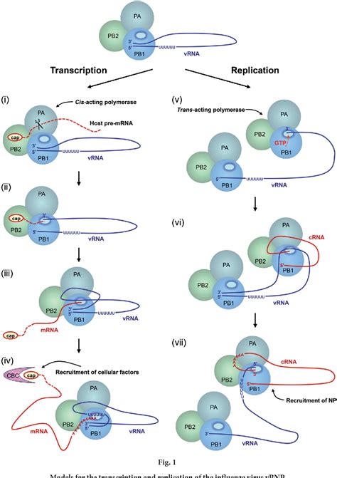 The RNA Polymerase Of Influenza A Virus Mechanisms Of Viral