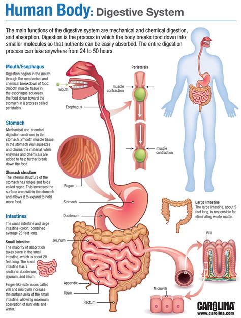 Human Body Digestive System Human Body Systems Human Digestive