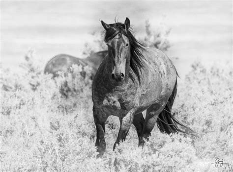 Wild Horse Photographs - Black & White - Photography of Wild Horses ...