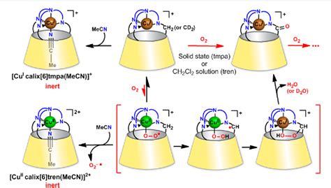 Figure 1 From Supramolecular Modeling Of Mono Copper Enzyme Active