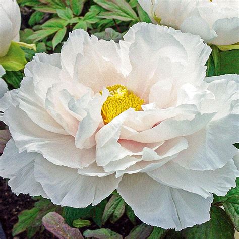 10 Seeds Renkaku Tree Peony Seeds Perennial Authentic Etsy