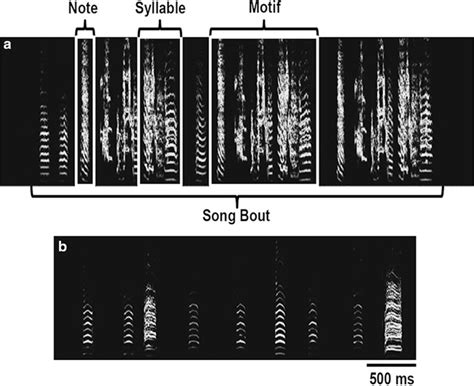 The song and calls of a zebra finch. The zebra finch song is a long and