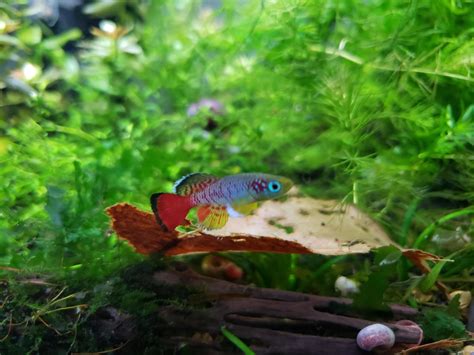 Killifish 101 Care Guide Breeding Tank Size And Disease