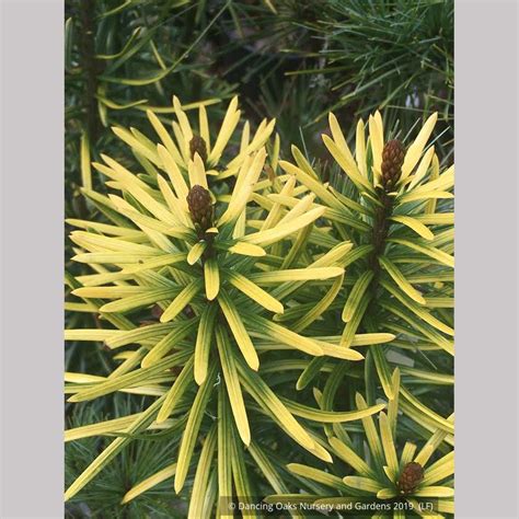 Cephalotaxus Harringtonii Korean Gold Upright Plum Yew Dancing