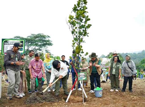 Percepat Rehabilitasi Hutan KLHK Tanam Pohon Serentak Di 38 Provinsi