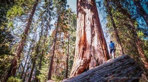 El árbol más alto del mundo mide 115 55 metros y es una secuoya