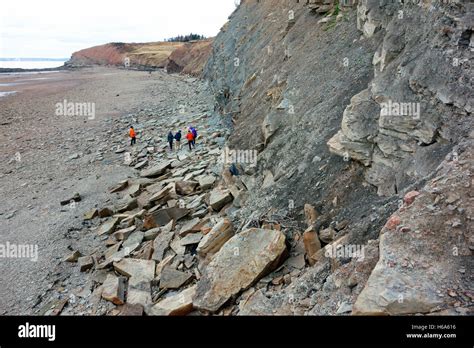 Joggins Fossil Cliffs Geopark On The Bay Of Fundy In Nova Scotia Canada