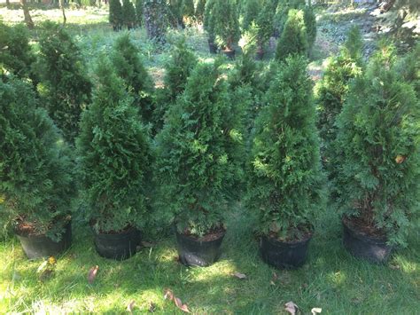 Tuja Szmaragd Cm Z Doniczki Thuja Occidentalis Smaragd Tarnowo