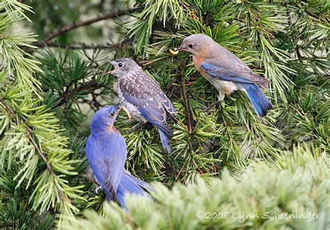 Picture Of The Week Take Your Pick Sialis Org Info On Bluebirds