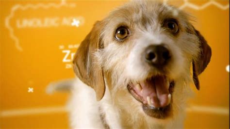 Pedigree TV Commercial For The Love Of Dogs - iSpot.tv