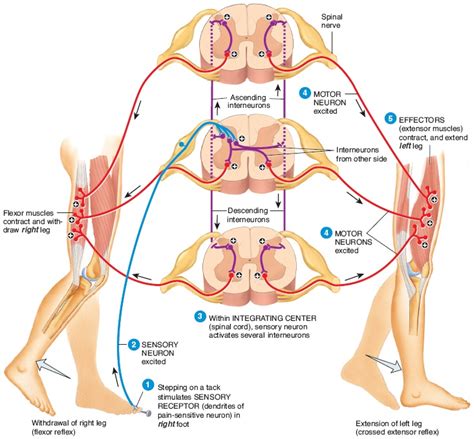 The Crossed Extensor Reflex Dragon Society International