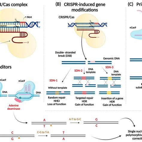 Overview Of CRISPR Cas System The Three CRISPR Induced Gene