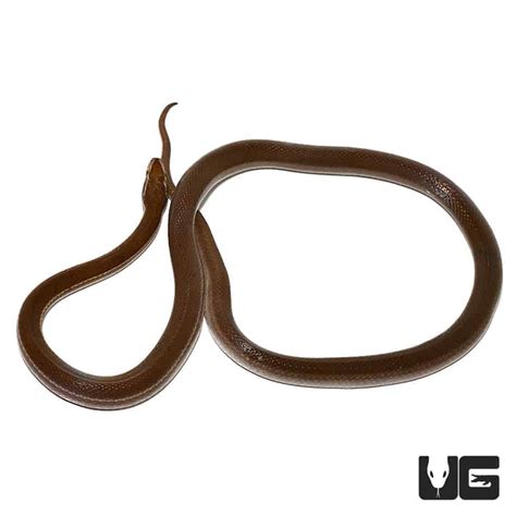 African Brown House Snakes (Lamprophis ) For Sale - Underground Reptiles