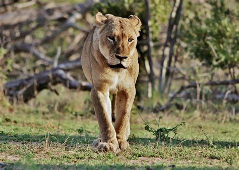 Approaching Lioness Panthera Leo Londolozi Game Reserve Flickr