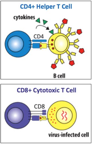 Chapter T Cell Mediated Immunity Flashcards Quizlet