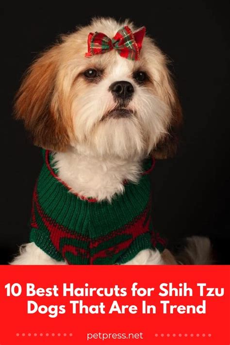 10 Best Haircuts for Shih Tzu Dogs That Are In Trend