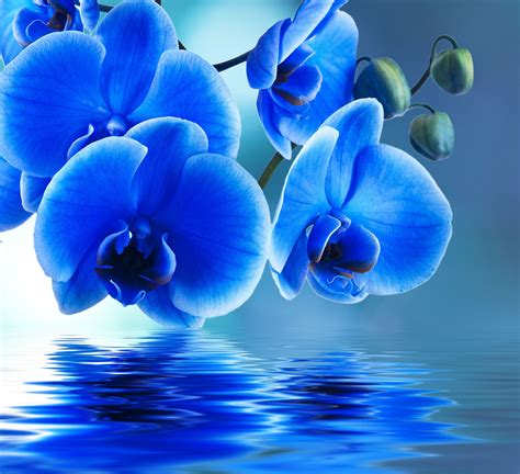 Blue Orchid Wallpapers Wallpaper Cave