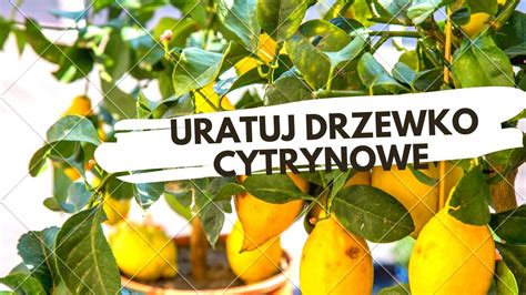 Uratuj swoje drzewko cytrynowe Pielęgnacja cytrusów przygotowanie do