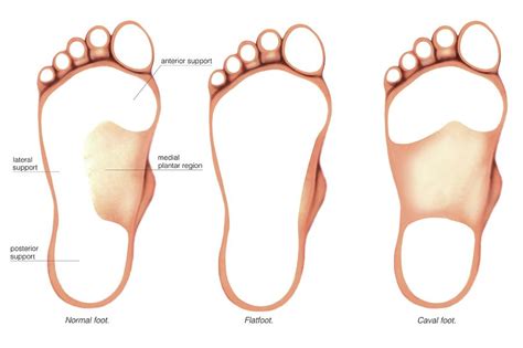 Foot Anatomy Image - Anatomy Reading Source