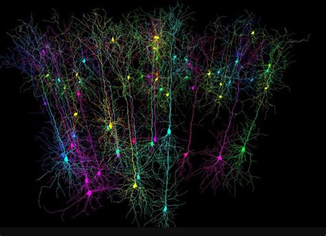 El Arco Ris De Nuestro Cerebro As Se Ven Nuestras Neuronas Al