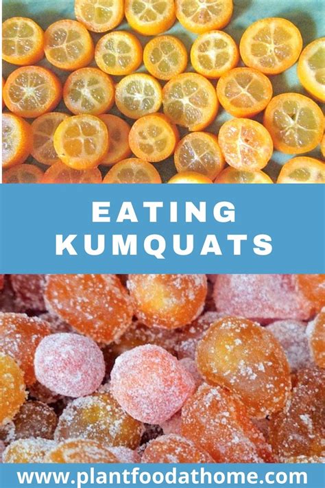 Eating Kumquat Fruit With Recipe Ideas Plant Food At Home