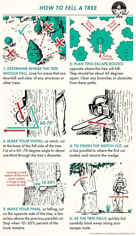 How To Fell Trees Techniques For A Clean And Controlled Fall The Art