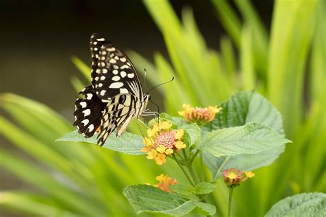 Butterfly Papilio Demoleus - Free photo on Pixabay - Pixabay