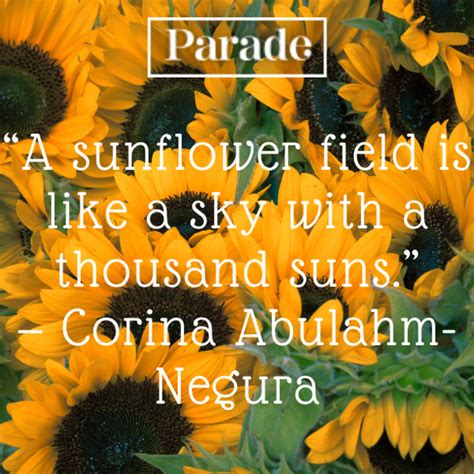 Quotes About Sunflowers