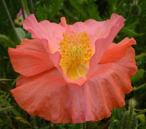 Blue Ridge Parkway (North Carolina) - Wildflowers Everywhere!