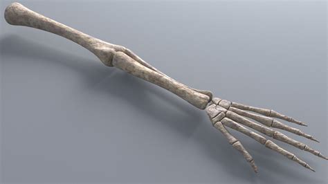 Skeleton Hand 3d Model Rigged Cgtrader