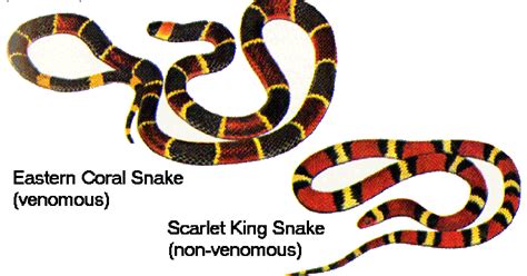 Falkenblog: A Batesian Mimicry Explanation of Business Cycles