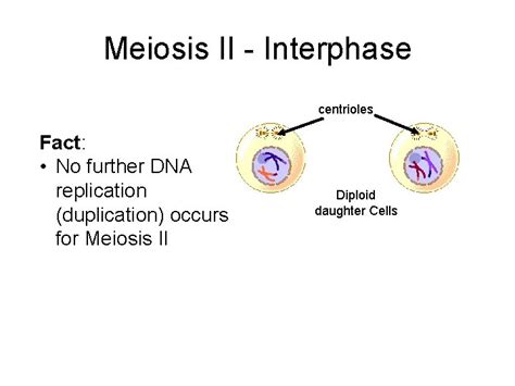 Meiosis Notes Meiosis Vs Mitosis Read Meiosis Creates