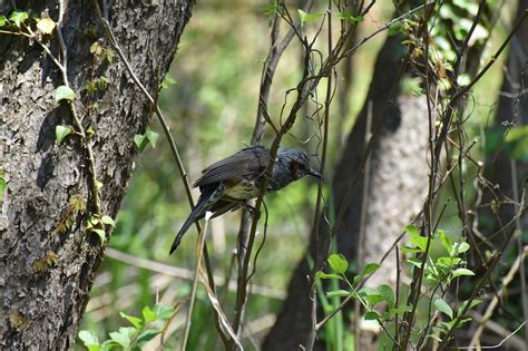 Satwa Hutan Kayu Foto Gratis Di Pixabay Pixabay