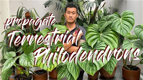 100 Propagation Success Hack For Terrestrial Philodendrons Demonstration With Updates Youtube